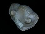 Enrolled Isotelus Trilobite From Ontario #6041-1